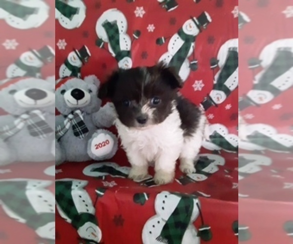 Medium Photo #4 Maltipom Puppy For Sale in SCOTTVILLE, MI, USA