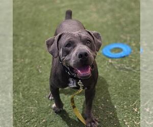 Mutt Dogs for adoption in Las Vegas, NV, USA