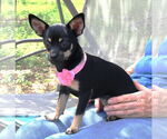 Small #3 French Bullhuahua