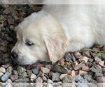 Small #3 English Cream Golden Retriever