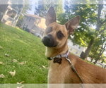 Small #11 Rat Terrier Mix