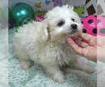 Small #4 Maltipoo
