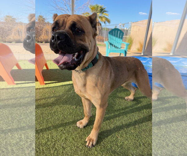 Medium Photo #2 Mutt Puppy For Sale in Goodyear, AZ, USA