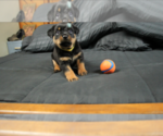 Small Photo #27 Rottweiler Puppy For Sale in ROSEBURG, OR, USA