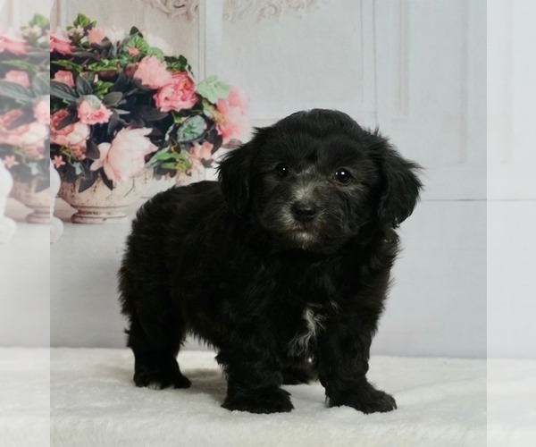 Medium Photo #1 Maltipoo-Poodle (Toy) Mix Puppy For Sale in WARSAW, IN, USA