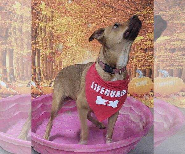 Medium Photo #5 Labrador Retriever-Red Heeler Mix Puppy For Sale in Stover, MO, USA