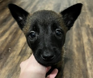 Belgian Malinois Puppy for sale in FORT WAYNE, IN, USA