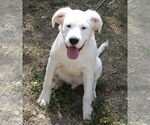 Small #3 Argentinian Mastiff-Great Pyrenees Mix