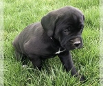 Puppy 5 Boxer-Golden Retriever Mix