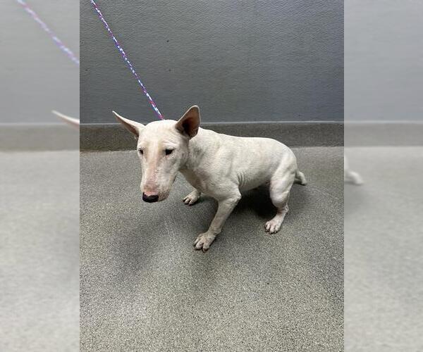 Medium Photo #1 Bull Terrier-Unknown Mix Puppy For Sale in Las Vegas, NV, USA