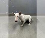 Small Bull Terrier Mix