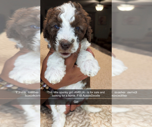 F2 Aussiedoodle Puppy for sale in HEPHZIBAH, GA, USA