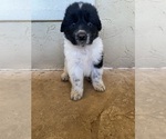 Small Photo #2 Newfoundland Puppy For Sale in FAIR OAKS, TX, USA