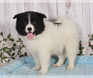 Pomsky Puppy for sale in PENNS CREEK, PA, USA