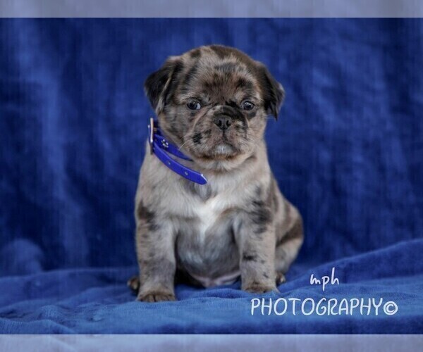 Medium Photo #1 Jug Puppy For Sale in LIBERTY, KY, USA