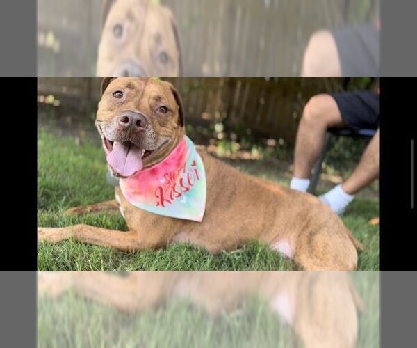 Medium Photo #1 American Pit Bull Terrier-Unknown Mix Puppy For Sale in Norfolk, VA, USA
