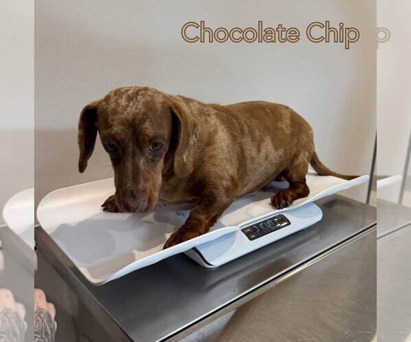 Medium Photo #6 Dachshund Puppy For Sale in San Antonio, TX, USA