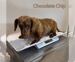 Small #5 Dachshund