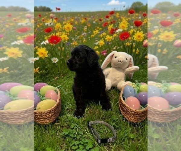 Medium Photo #2 Goldendoodle Puppy For Sale in MALVERN, OH, USA