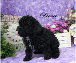 Small Photo #1 Poodle (Toy) Puppy For Sale in CHANUTE, KS, USA