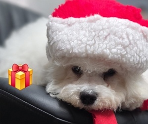 Bichon Frise Puppy for Sale in WAYLAND, Michigan USA