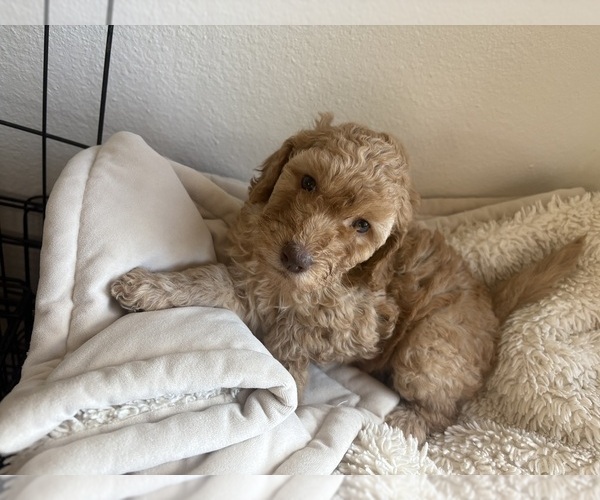 Medium Photo #14 Goldendoodle Puppy For Sale in BATTLE GROUND, WA, USA