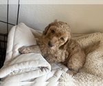 Small #13 Goldendoodle