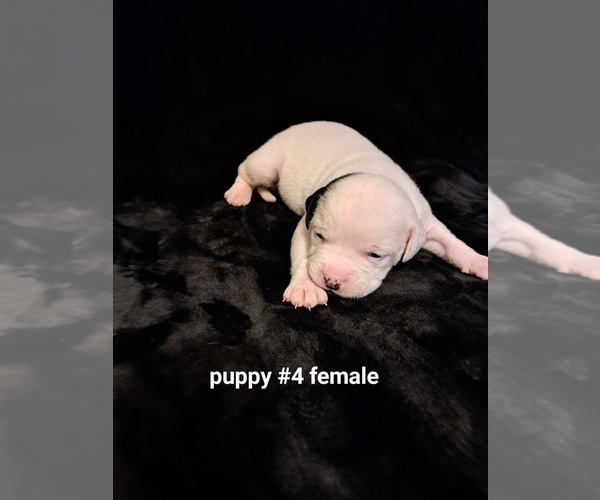 Medium Photo #2 American Bulldog Puppy For Sale in INDEPENDENCE, MO, USA