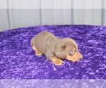Small Photo #4 Dachshund Puppy For Sale in BLOOMINGTON, IN, USA