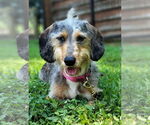Small #2 Dachshund