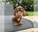 Small #3 Dachshund