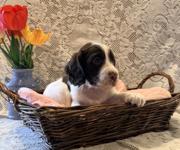 Medium Photo #2 English Springer Spaniel Puppy For Sale in OWEN, WI, USA