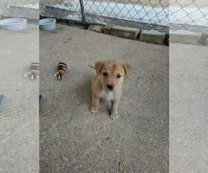 Labrador Retriever-Unknown Mix Dogs for adoption in SHERBURNE, NY, USA