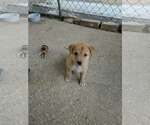 Small Labrador Retriever Mix