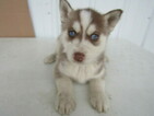 Small Photo #5 Siberian Husky Puppy For Sale in HUDSON, MI, USA