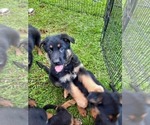 Small Photo #4 German Shepherd Dog Puppy For Sale in ANDERSON, SC, USA
