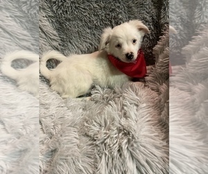 Chiranian Puppy for sale in BEECH GROVE, IN, USA