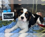 Small #4 Cavalier King Charles Spaniel