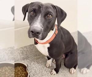 Labrador Retriever-Unknown Mix Dogs for adoption in Houston, TX, USA