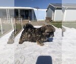 Small Photo #2 Shih Tzu Puppy For Sale in S ZANESVILLE, OH, USA