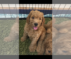 Doodle-Poodle (Standard) Mix Puppy for sale in SUGAR LAND, TX, USA