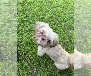 Mother of the Shih Tzu puppies born on 07/10/2025