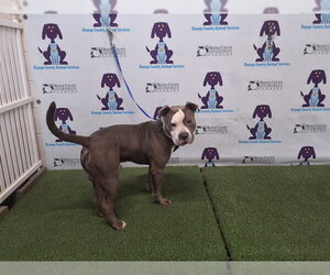 Mutt Dogs for adoption in Orlando, FL, USA