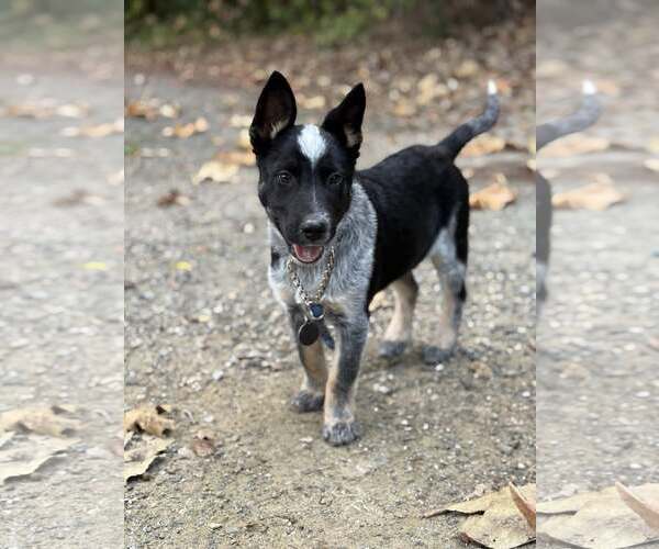 Medium Photo #2 Mutt Puppy For Sale in Paso Robles, CA, USA