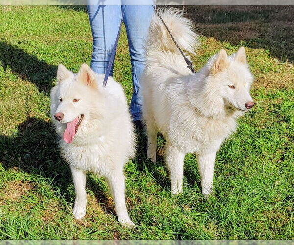 Medium Photo #4 Huskies -Unknown Mix Puppy For Sale in Cottage Grove, MN, USA