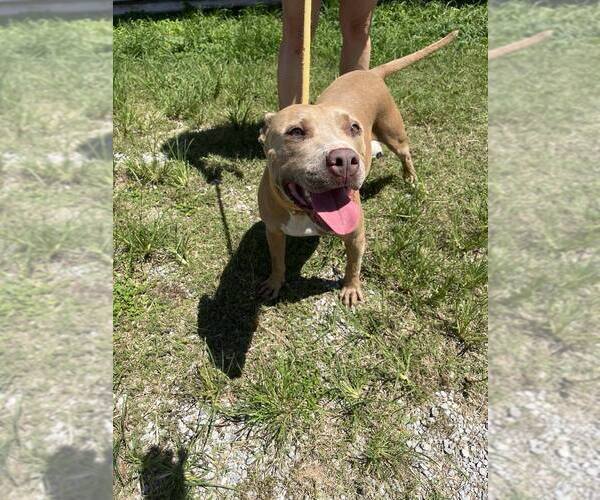Medium Photo #3 Mutt Puppy For Sale in Abbeville, LA, USA