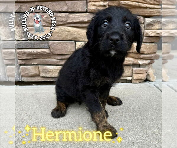 Medium Photo #2 Rottle Puppy For Sale in Omaha, NE, USA