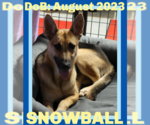 Small #20 German Shepherd Dog
