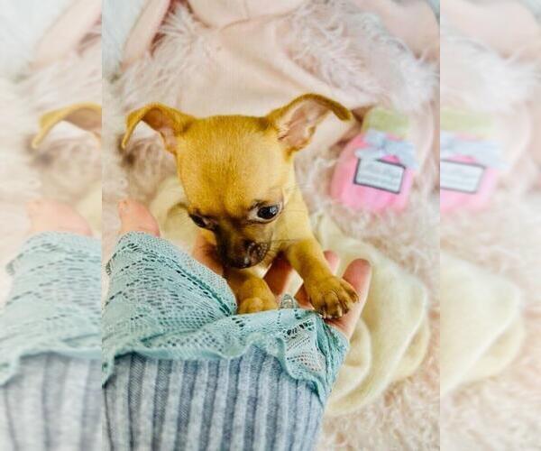 Medium Photo #13 Chihuahua Puppy For Sale in PEMBROKE PINES, FL, USA