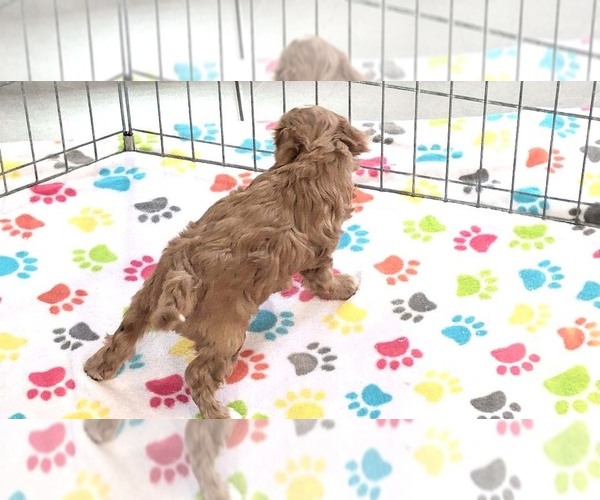 Medium Photo #6 Cavapoo (Miniature)-Poodle (Toy) Mix Puppy For Sale in ORO VALLEY, AZ, USA